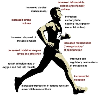 Cardiovascular Fitness Benefits