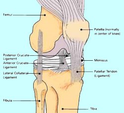 Knee Construction Model